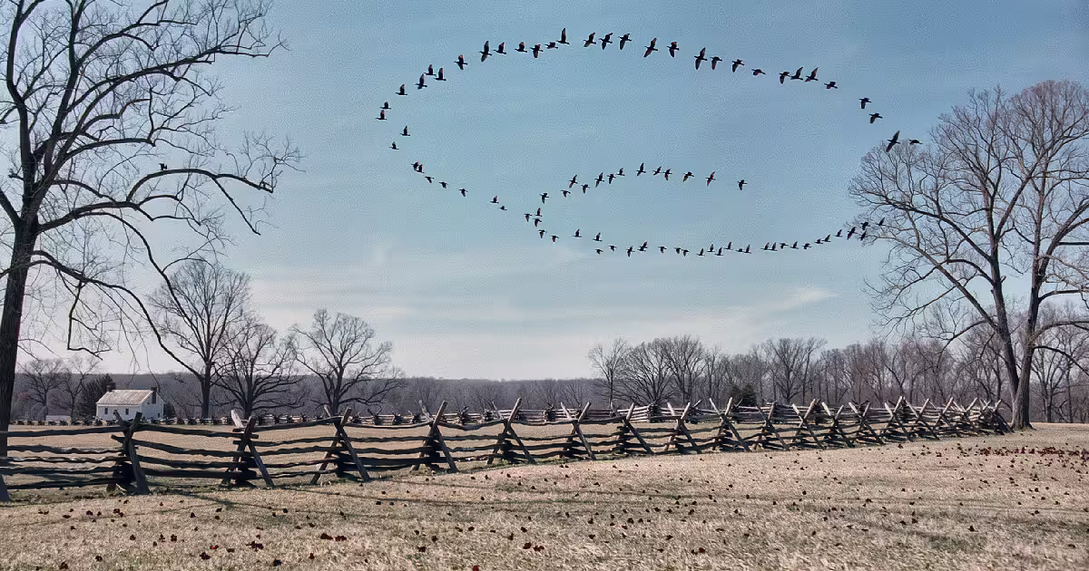 A split-rail fence and a field scattered with small red flakes on a Kentucky farm, with birds circling overhead. Illustration.