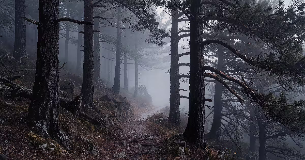 A misty forest trail disappears among dark pines. Illustration.
