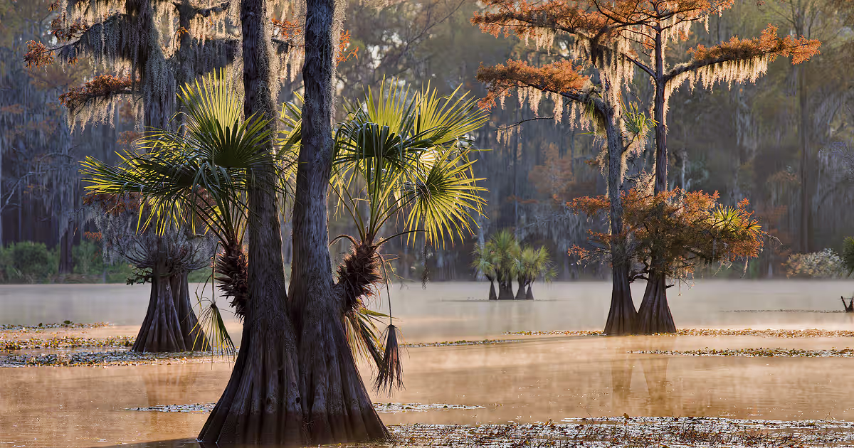 SKUNK APE